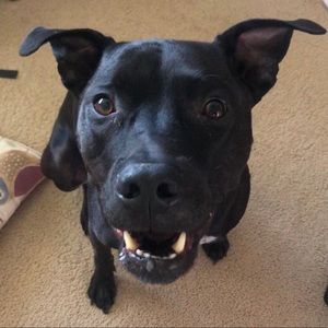 Meet your Posher, Reagan